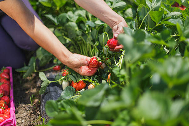 istock Picking ripe strawberries on a sunny day 2245118164