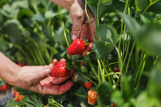 istock Harvesting strawberries on a sunny day 2245118186