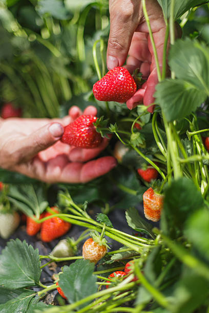 istock Harvesting ripe strawberries on a sunny day 2245118189