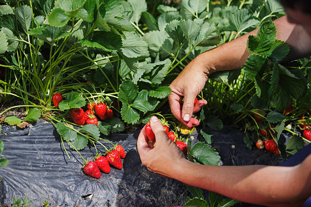 istock Harvesting strawberries on a sunny day 2245118223