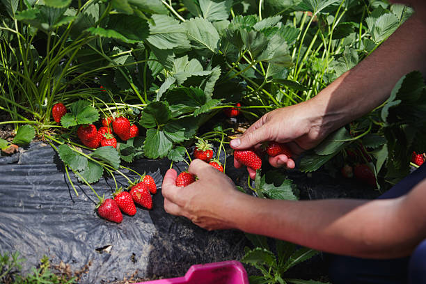 istock Harvesting ripe strawberries on a sunny day 2245118238