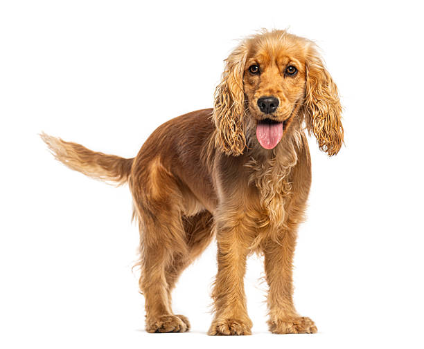 istock Happy cocker spaniel puppy standing on white background 2245119850