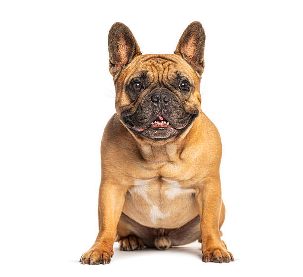 istock French bulldog sitting studio shot white background 2245119861