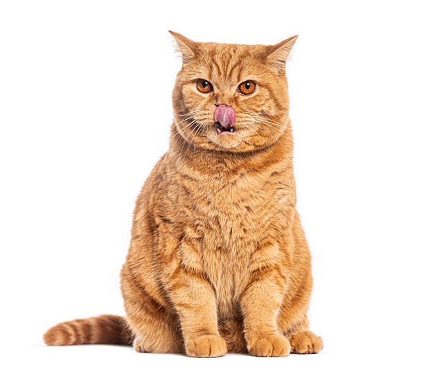 istock Ginger british shorthair cat sitting and licking its lips 2245119943