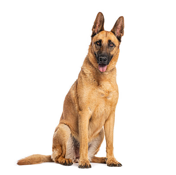 istock Belgian malinois dog sitting on white background 2245120030