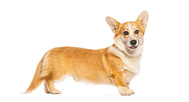 istock Pembroke welsh corgi dog standing on white background 2245120232