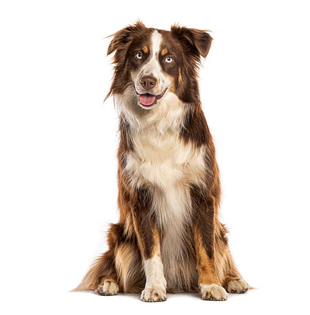 istock Australian shepherd dog sitting in studio portrait 2245120242