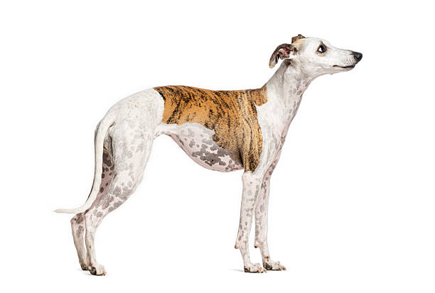 istock Whippet dog standing on white background, looking up 2245120315