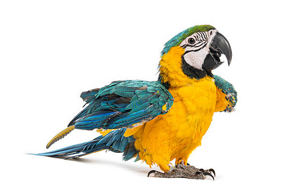 istock Blue and yellow macaw parrot standing, squawking 2245120350