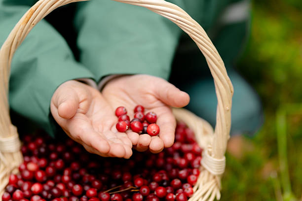 istock Close up child hands holding cranberries over basket 2245120677