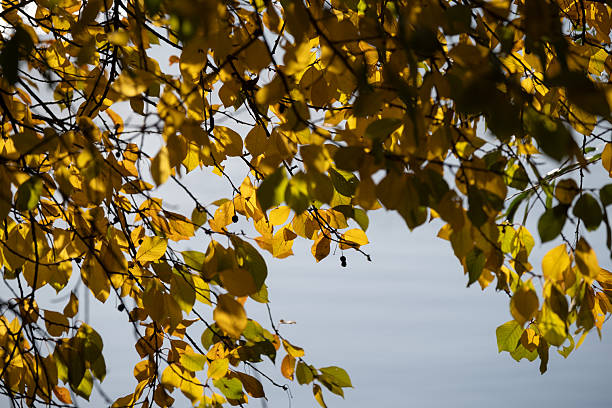 Beauty of Autumn Nature Forest Pond and Yellow Leaves