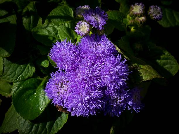Close-up of vibrant purple floss flowers with lush green leaves in natural light.