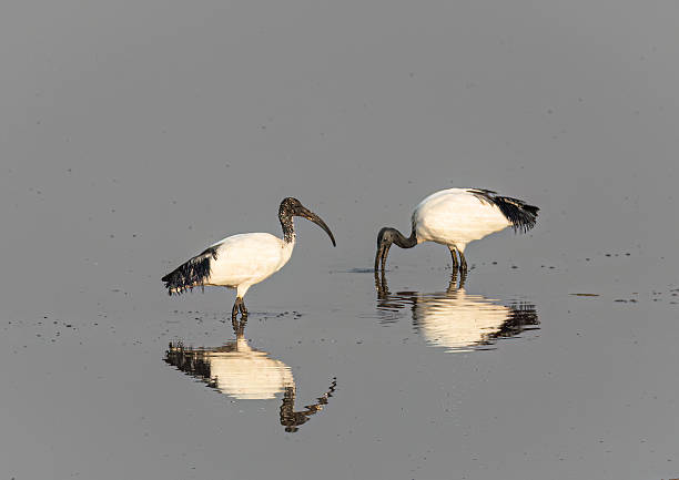 A sacred ibis bird flies along the edge of a lagoon in the De Hoop nature reserve in the Western Cape. In the background is yellow algae on the water surface.