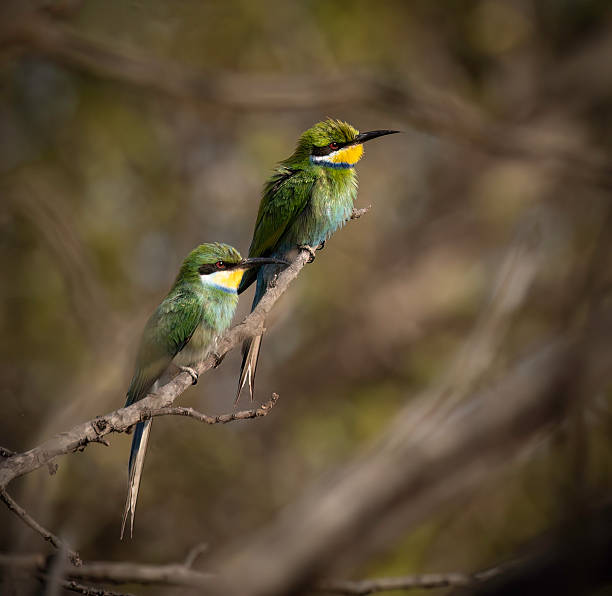 istock A pair of Swallow-tailed bee-eaters (Merops hirundineus) perched on a branch 2245123181