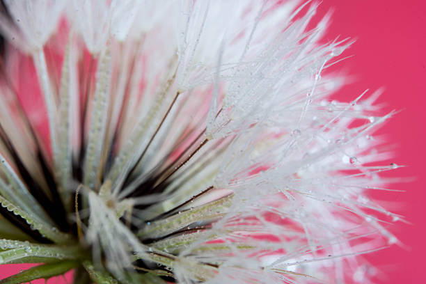 macro photograph of a dandelion flower