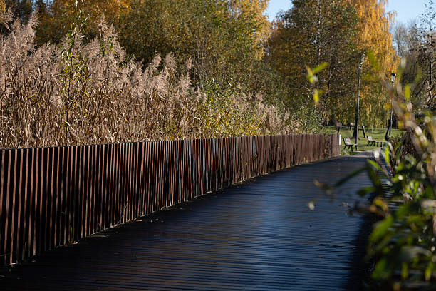 Modern wooden boardwalk pathway surrounded by tall reeds and autumn trees in a natural park. Ideal for landscape architecture, eco-friendly design, and outdoor recreation themes. Useful for brochures, environmental projects, public space planning presentations, and urban park development concepts promoting accessibility and sustainable materials.