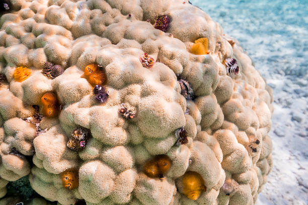 Healthy Coral Reef located in Tuamotu islands of French Polynesia, with beautiful water reflections and beautiful spiral worms - Spirobranchus