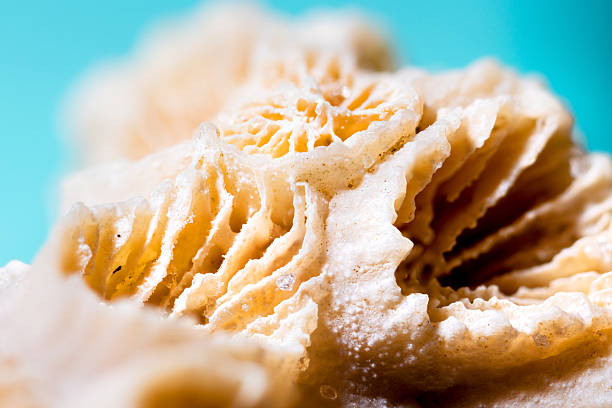 Macro photo of coral skeleton with a blue background and grains of sand.