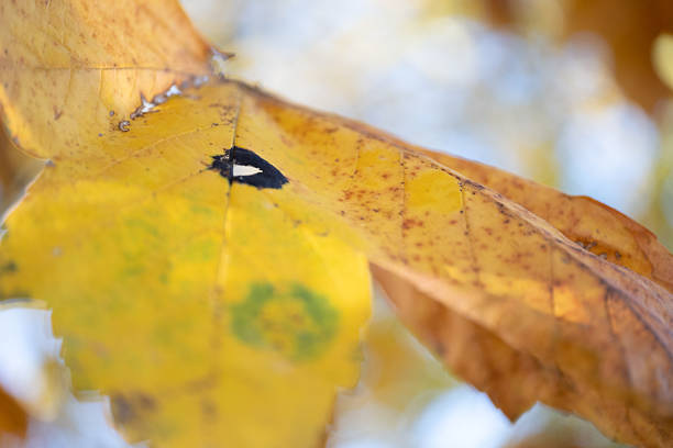 Macro photograph of tar spot disease caused by the fungus Rhytisma acerinum on a yellow maple leaf. The black fungal lesion shows detailed tissue damage for scientific and educational content. Useful for articles on mycology, plant pathology, forestry, environmental monitoring, and urban tree health, illustrating fungal infection symptoms in deciduous species.