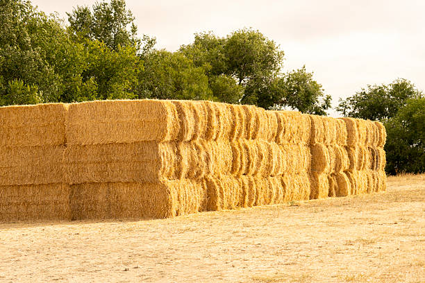 Stack of bales of freshly harvested wheat straw.Marzales ,Valladolid -Spain