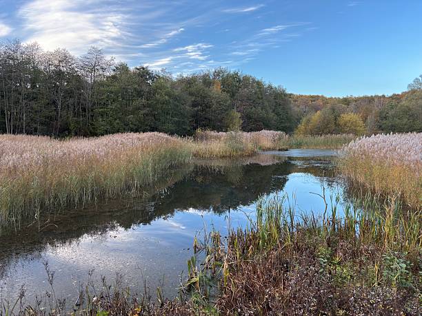 istock View across a woodland pond in summer 2245127029