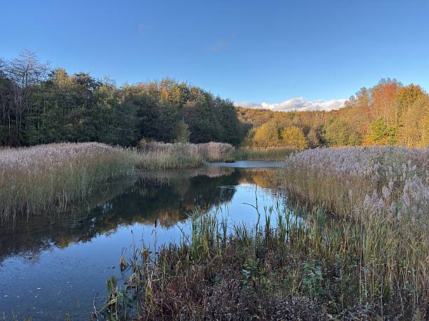 istock View across a woodland pond 2245127037