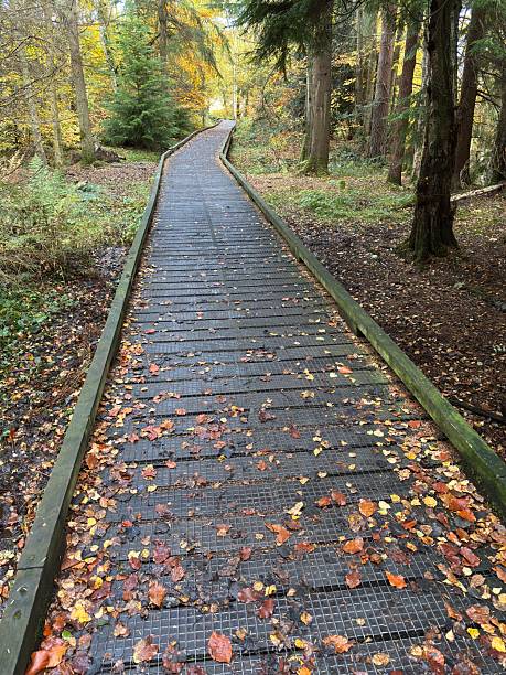 istock Wooden boardwalk through a woodland 2245127137