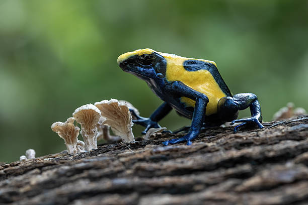 A striking close-up stock image of a Poison Dart Frog perched on a lush green leaf. Showcasing the frog’s vivid colors and intricate patterns, this high-quality photograph highlights the beauty of tropical wildlife. Perfect for nature documentaries, educational materials, and conservation-related projects.