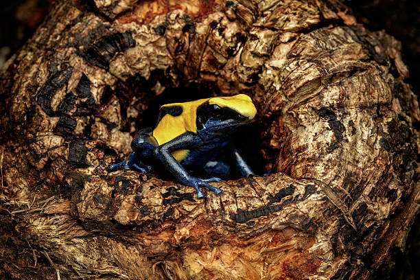 Citronella dyeing poison frog, Citronella dart frog