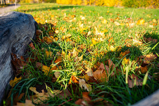 Vibrant fallen leaves on lush green grass captured in warm sunlight, symbolizing the beauty of autumn nature.