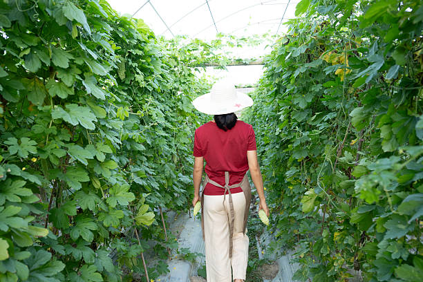 Chinese farmers are picking bitter melon in modern agricultural bitter melon planting bases
