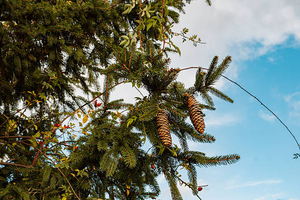Pine cones and red rose hips hanging on spruce branches against a bright blue sky in autumn landscape.