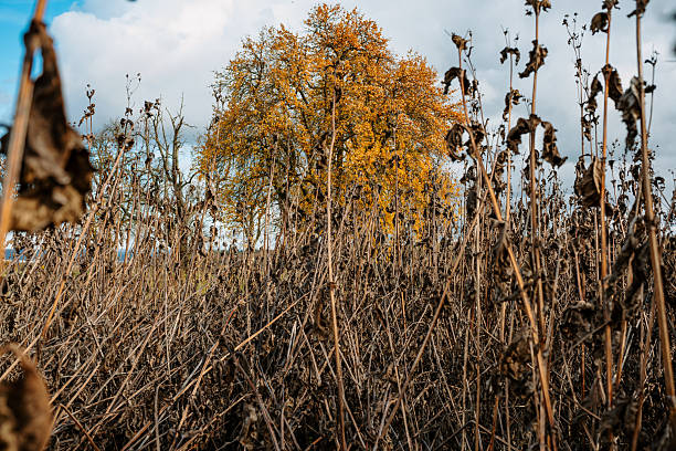 Yellow-leaved tree standing behind a dense field of dried stems and leaves in late autumn under cloudy sky.