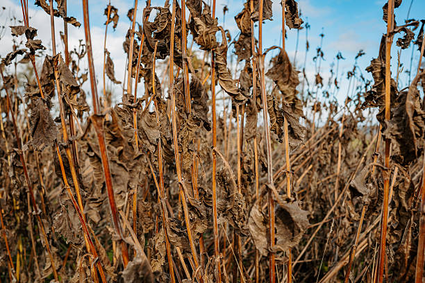 Macro image of dried brown leaves curling around tall stems in a natural field under sunlight.