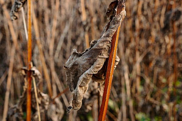 Detailed macro of curled dry leaf attached to a reddish stem surrounded by out-of-focus autumn vegetation.