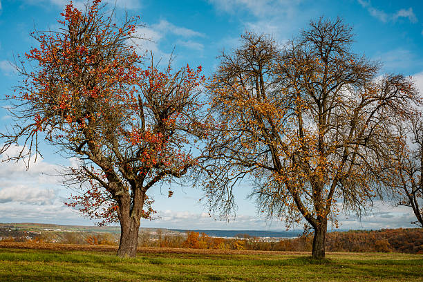 A line of trees follows a road that cuts through a vast green field. The landscape showcases the simplicity and beauty of rural scenery with vibrant green grass and neatly spaced trees.