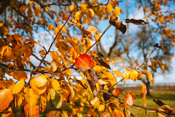 Detailed view of a branch with vibrant red and yellow leaves under blue sky during sunny autumn day.