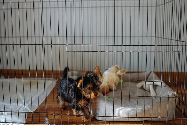 istock Yorkshire Terrier puppy inside a large cage playpen. 2245129471
