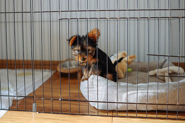 istock Yorkshire Terrier puppy inside a large cage playpen. 2245129486