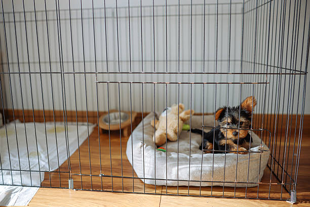 istock Yorkshire Terrier puppy inside a large cage playpen. 2245129513
