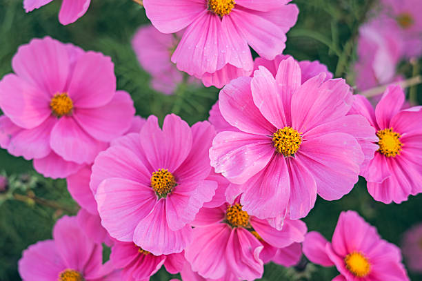 Garden Cosmos Flower