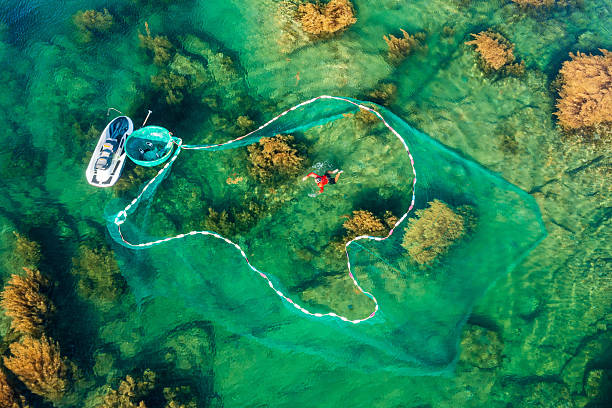 Drone view a fisherman is netting fishes on Nhon Hai sea, with seaweed in the sea - Quy Nhon city, Binh Dinh province, central Vietnam