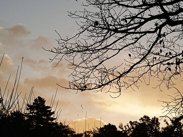 Silhouette of tree branches against a colorful sunset sky, creating a serene and tranquil scene.