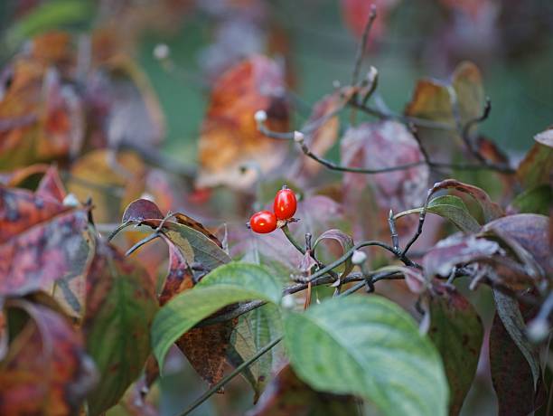 Bright red berries amidst autumn leaves, showcasing vibrant colors and natural beauty in a close-up view.