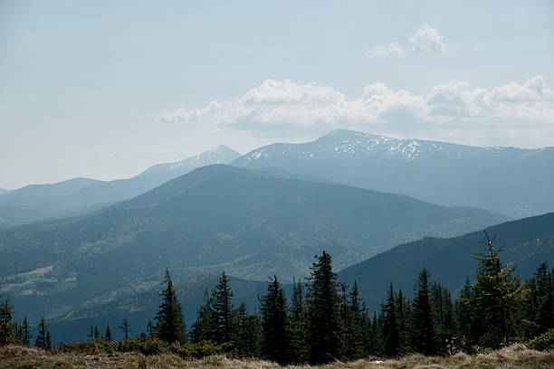 Stunning landscape of snow-capped mountains in Svydovets range, western Ukraine, under clear skies with a cluster of evergreen trees in the foreground.
