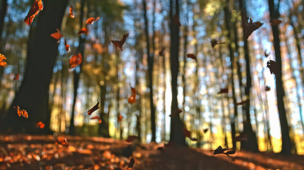 Autumn leaves drift down through a forest as sunset beams penetrate the trees, creating a warm, illuminated scene. The interplay of light and shadow highlights the vibrant colors of the leaves and the beauty of the natural setting.