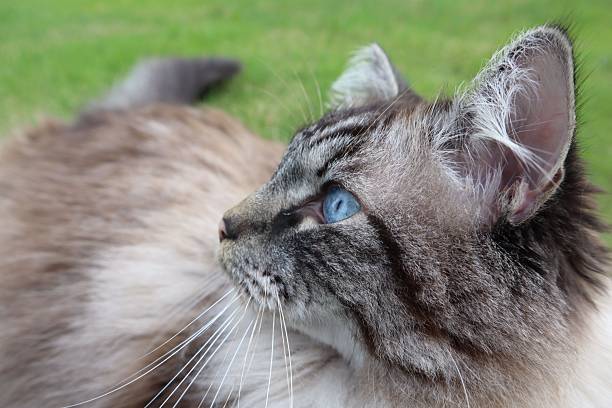istock Fluffy cat with blue eyes on the grass 2245136413