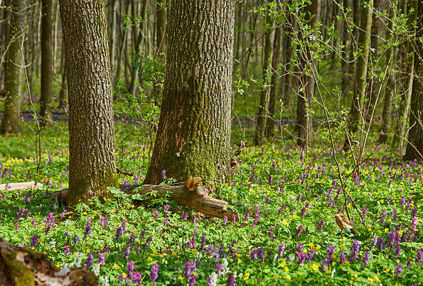 Bluebell landscape under the forest trees with dawn sunlight rising. British wild flowers in spring time.