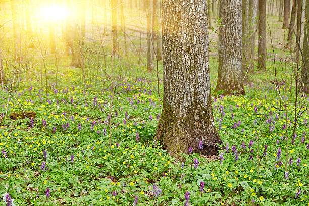 Flowering green forest on sunset , spring nature background
