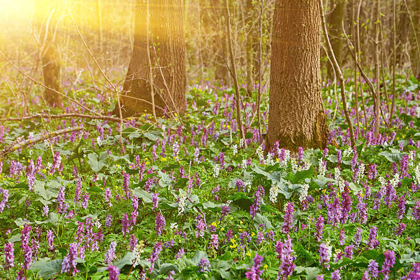 Bluebell landscape under the forest trees with dawn sunlight rising. British wild flowers in spring time.